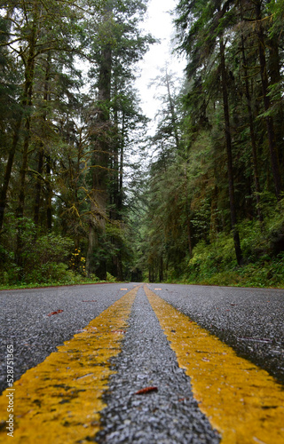 Asphalt road in Sequoia National Forest