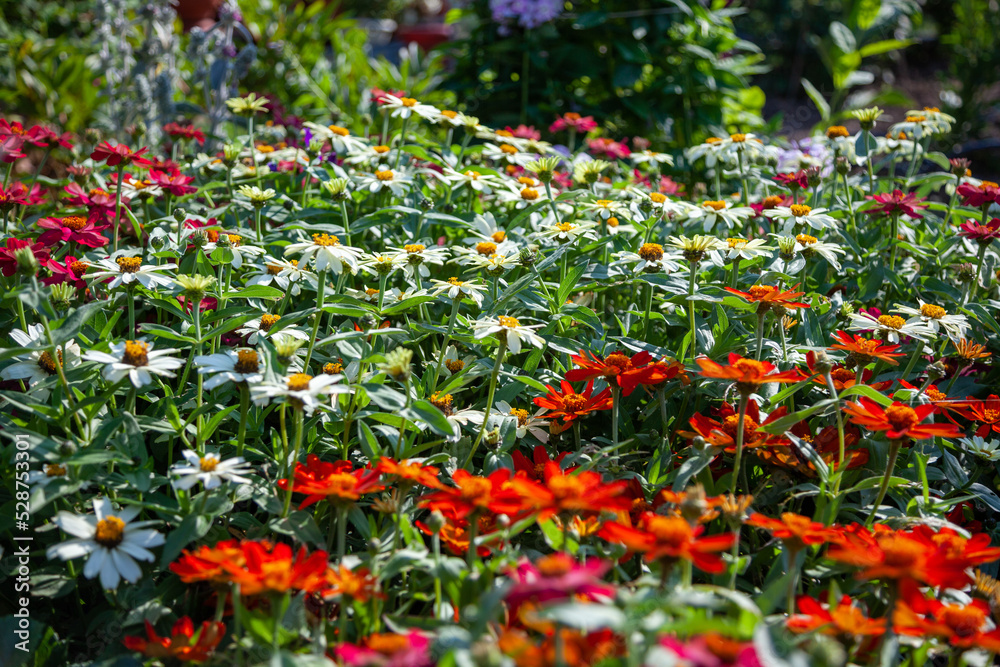 Light summer floral background with vibrant orange and white zinnias. Colorful floral background. Selective focus, close up