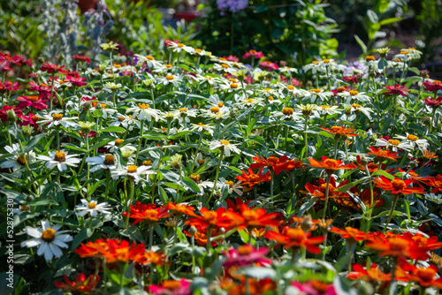 Light summer floral background with vibrant orange and white zinnias. Colorful floral background. Selective focus  close up
