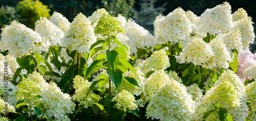 Gorgeous inflorescences of white green hydrangea paniculata in the summer garden, lit by the sun, banner. Hydrangea limelight.
