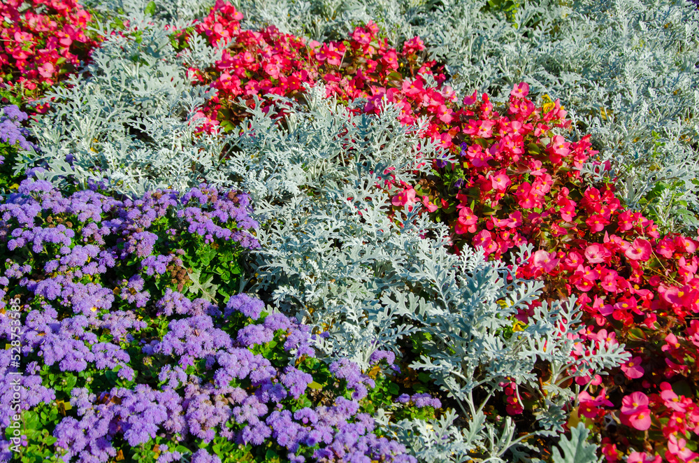 Colorful flowers are planted in rows on flower bed in park. Landscape design of garden