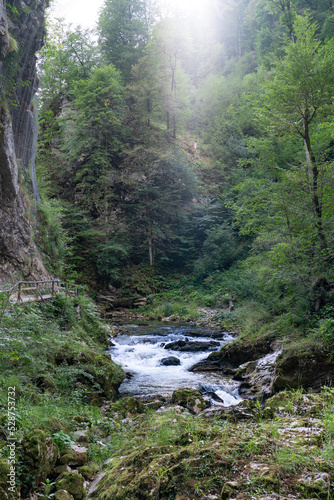 mountain river in the forest