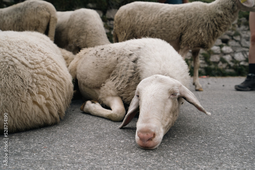 sheep blocking the road