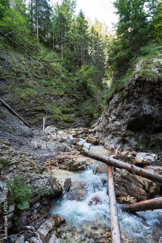 stream in the forest