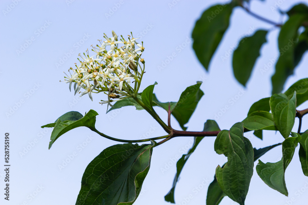 Cornus sanguinea, the common dogwood white blossoms with green leaves around . spring flower Viburnum lantana Cornus sanguinea, the common dogwood white blossoms with green leaves around . spring flower Viburnum lantana