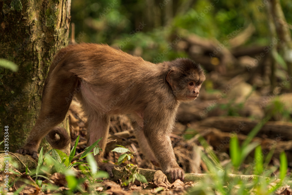 Capuchin monkey of south america