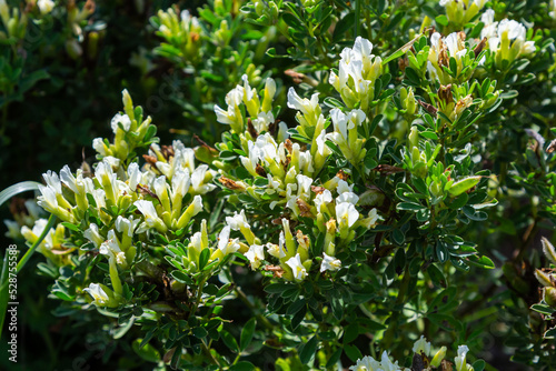 In the spring Chamaecytisus ruthenicus blooms in the wild photo