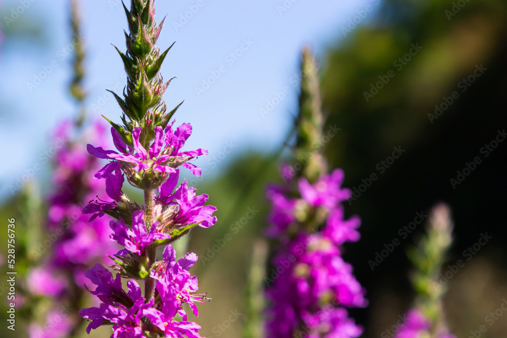 Pink flowers of blooming Purple Loosestrife Lythrum salicaria on the shoreline Pink flowers of blooming Purple Loosestrife Lythrum salicaria on the shoreline