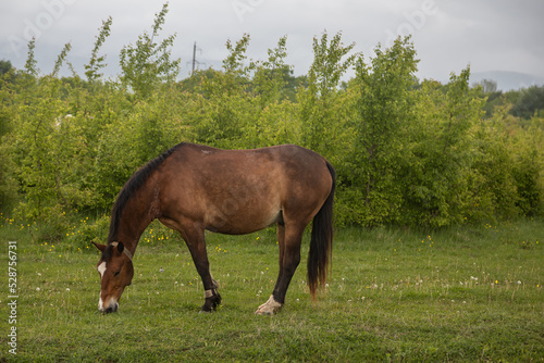 Two horses stand on the edge of the road. Green trees. Adult horse and foal. Horse family near the road.