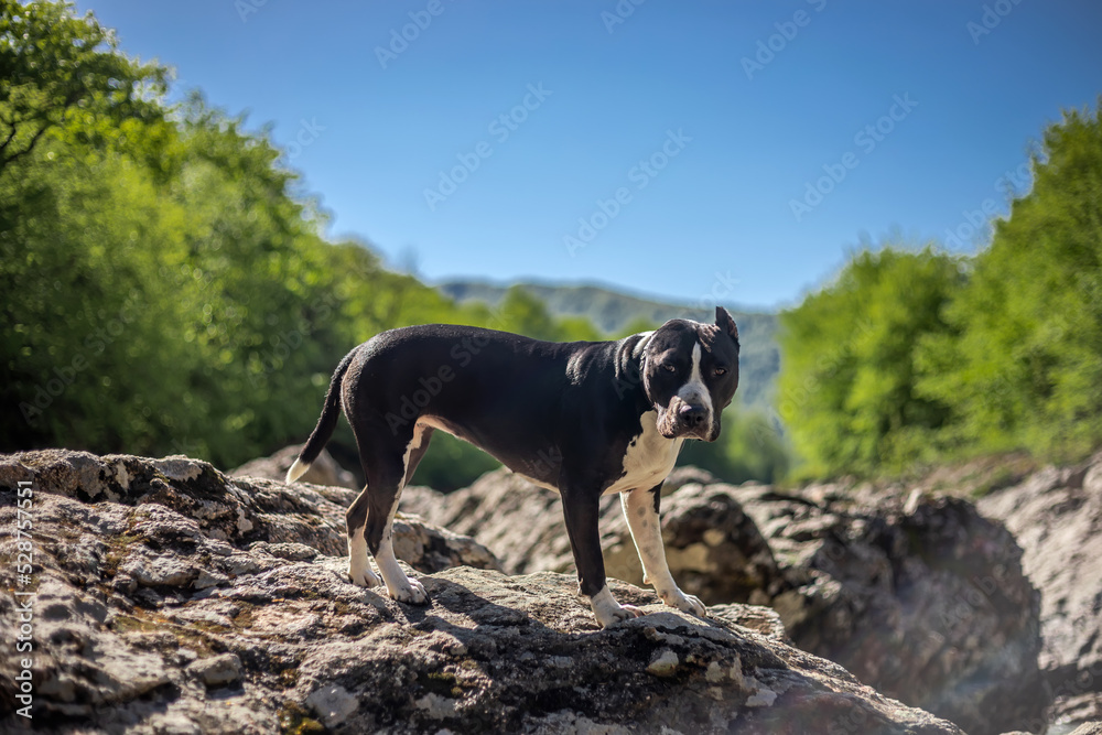 Beautiful black and white dog on the rocks. American Staffordshire Terrier. Dog in the mountains.