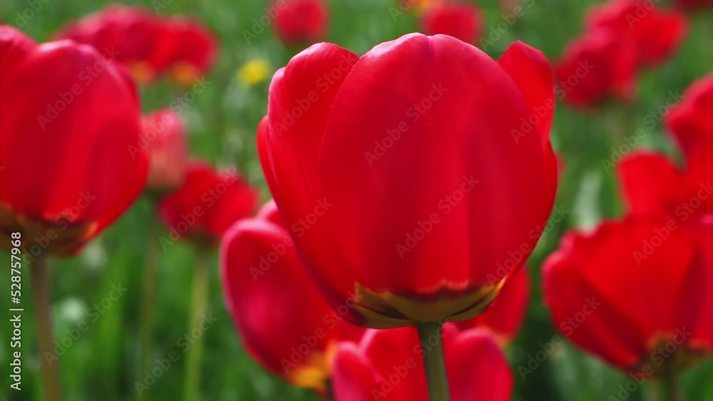 beautiful red tulips in green grass on a sunny summer day beautiful red tulips in green grass on a sunny summer day