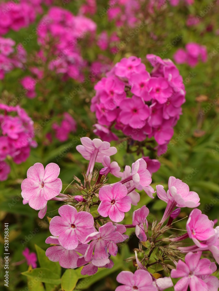 Beautiful pink phlox flowers in garden as floriculture collection Beautiful pink phlox flowers in garden as floriculture collection