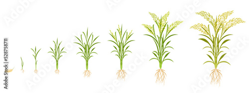 Rice growth in stages. Cycle of growing grain crops. Plant development infographic from seed to harvest.