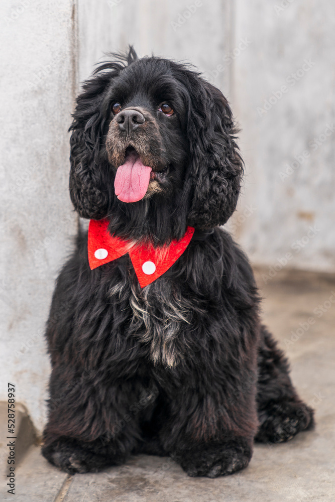 A male American Cocker Spaniel A male American Cocker Spaniel
