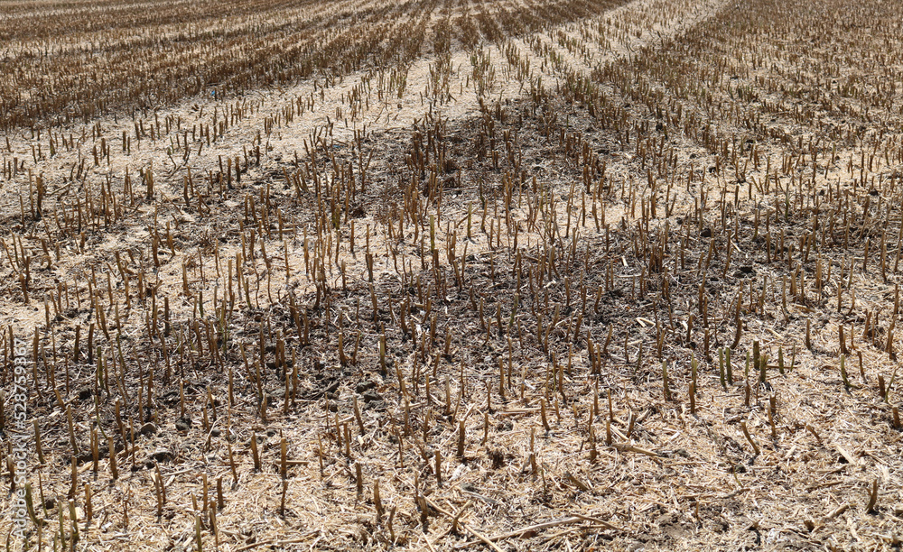 Full frame image of short cropped corn stubble after harvesting Full frame image of short cropped corn stubble after harvesting