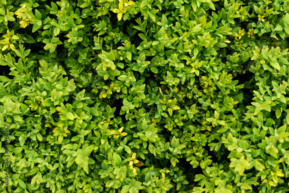 Natural green background. Young green leaves texture. Nature spring concept. Natural green background. Young green leaves texture. Nature spring concept.