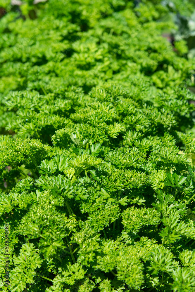 Petersilie / Krauspetersilie Petersilie / Krauspetersilie
