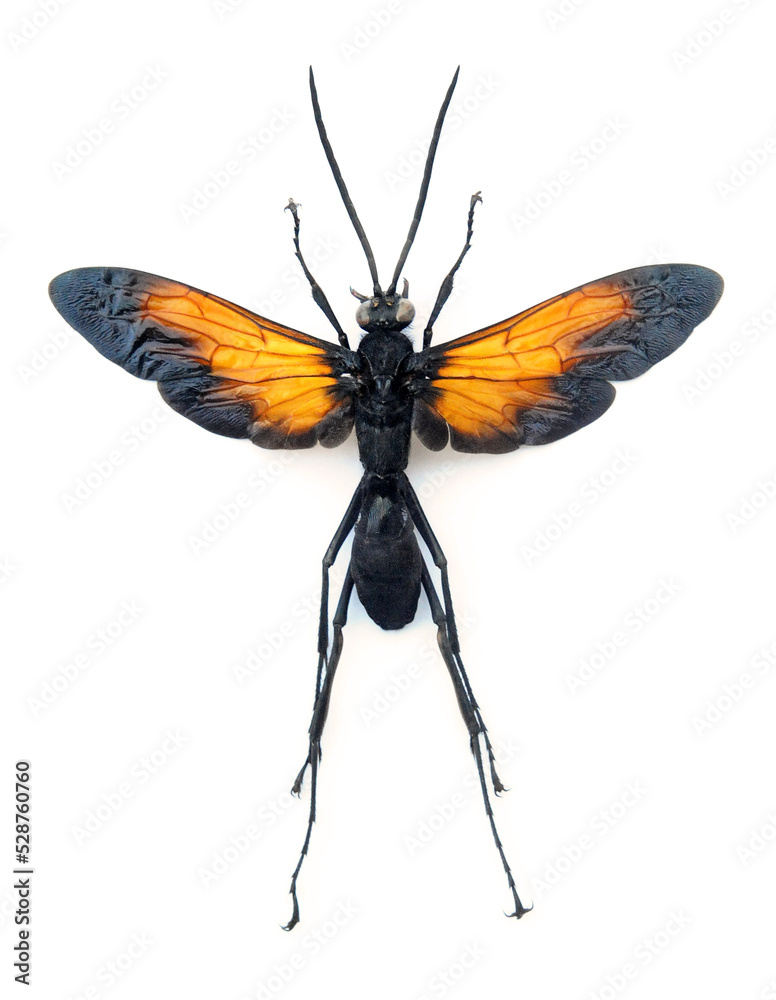 Hemipepsis sp (female)
Large Insect, Predator Wasps in White Background Hemipepsis sp (female)
Large Insect, Predator Wasps in White Background