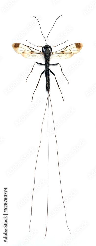 Ichneumonidae sp Large Insect, Predator Wasps in White Background Stock ...