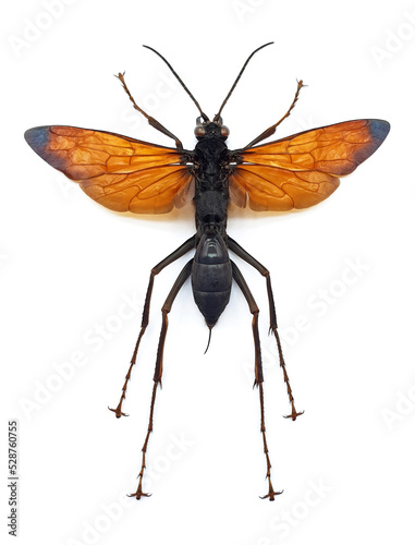 Hemipepsis croesus (female)
Large Insect, Predator Wasps in White Background