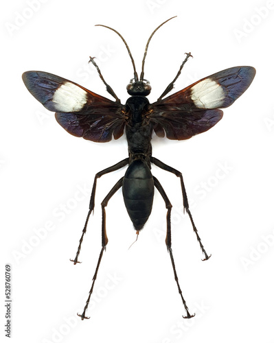 Hemipepsis speculifer diselene (female)
Large Insect, Predator Wasps in White Background