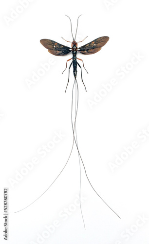 Meganura ingens (female)
Large Insect, Predator Wasps in White Background photo