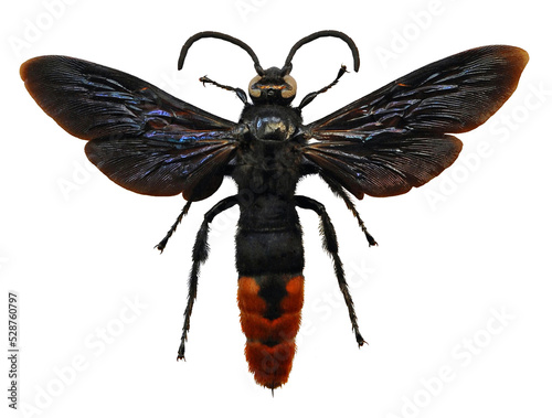Megascolia azurea (male)
Large Insect, Predator Wasps in White Background photo