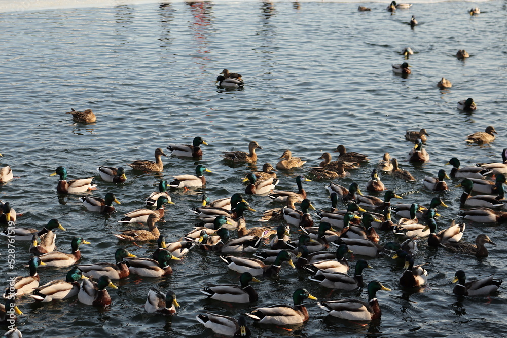 Fototapeta premium ducks on the water
