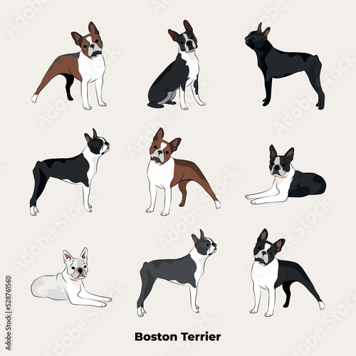 Boston Terrier breed, dog pedigree drawing. Cute dog characters in various poses, designs for prints adorable and cute Boston Terrier cartoon vector set, in different poses.