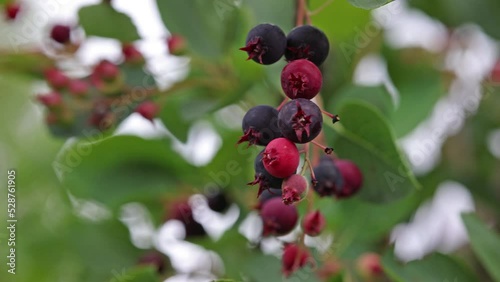Video with berries on branches. Ripe juneberries on green background