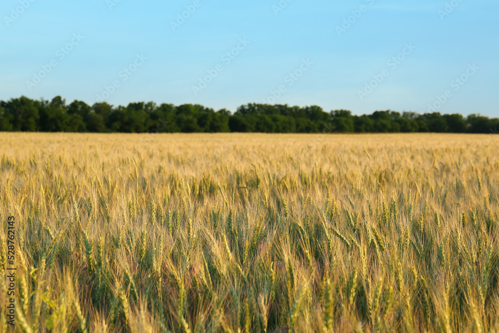 Beautiful agricultural field with ripening wheat crop