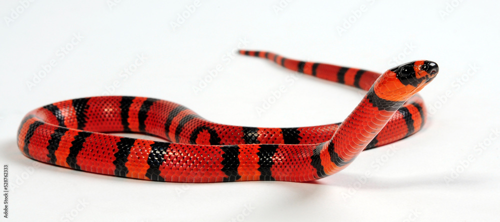 Honduran milk snake // Honduras Königsnatter (Lampropeltis triangulum