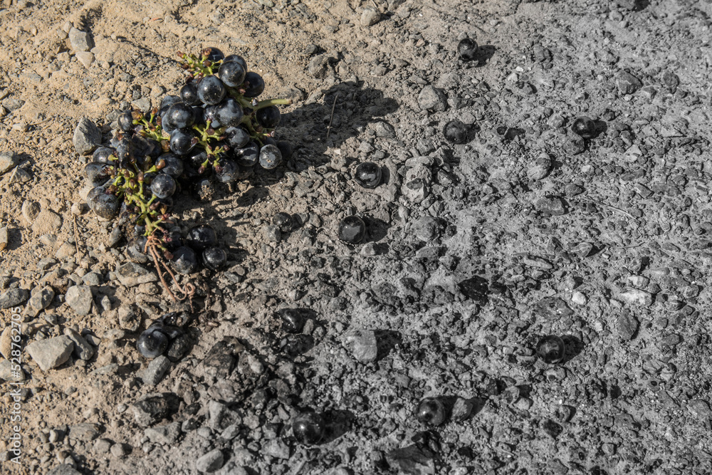 Grapes on the ground