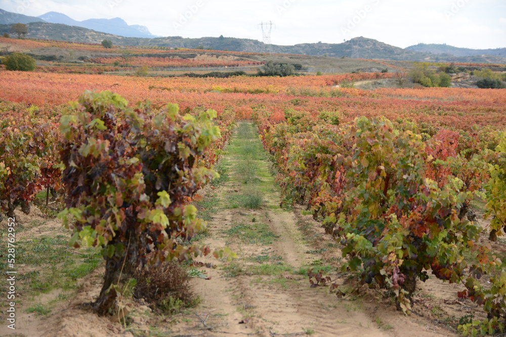 Vineyards in La Rioja (Spain) in autumn