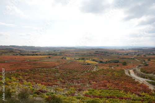 Vineyards in La Rioja (Spain) in autumn