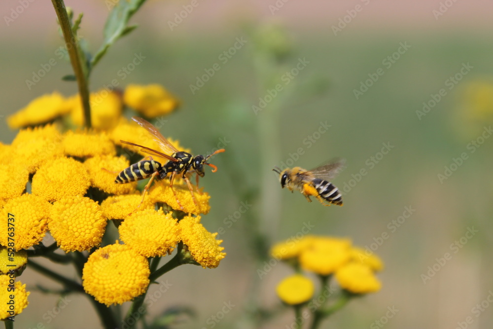 Bee with wasp on yellow flower Bee with wasp on yellow flower