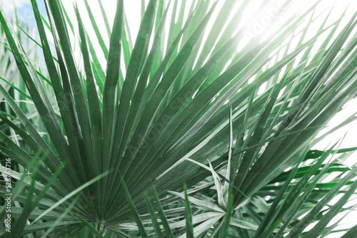 Beautiful green tropical leaves outdoors on sunny day, closeup