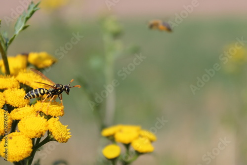 Sitting wasp on yellow flower with green background
