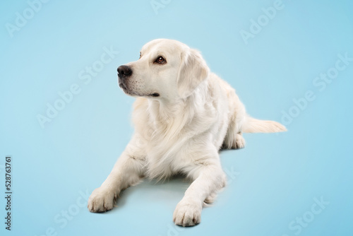 Domestic animal. Pretty golden retriever dog lying on floor on blue studio background, resting and looking away