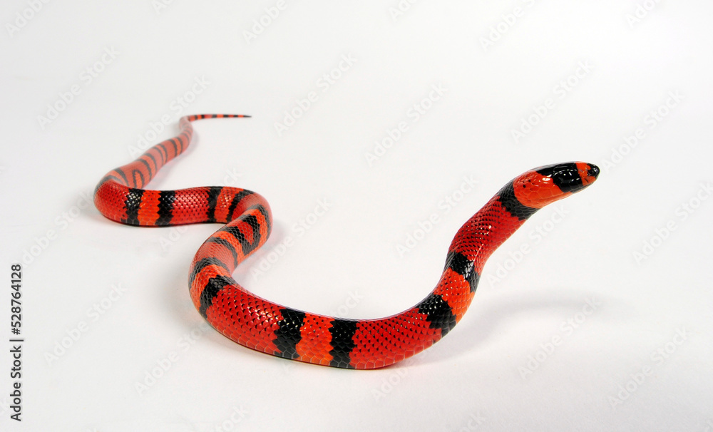 Naklejka premium Honduras Königsnatter // Honduran milk snake (Lampropeltis triangulum hondurensis, Lampropeltis hondurensis)