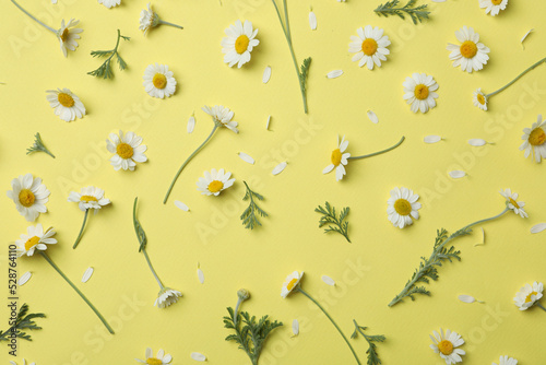 Tableau sur toile Flat lay composition with fresh chamomiles on yellow background
