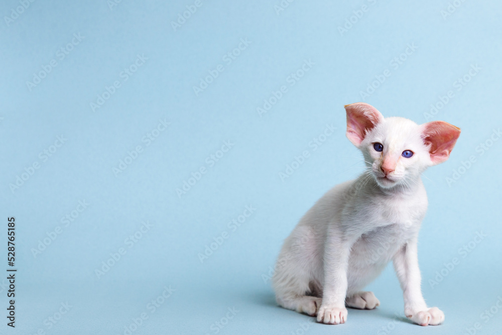 Domestic pet purebred oriental cat with big ears and white color sits on a blue background and looks at the camera, copy space.