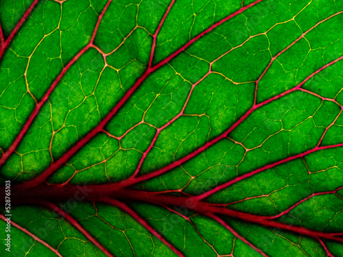 macro photography of a leaf texture
