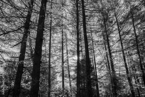 forest in winter in black and 