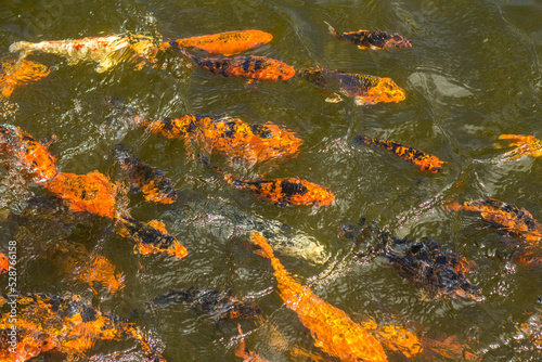 Fancy Carp Fish Or Koi Fish in pond © Rattanapon