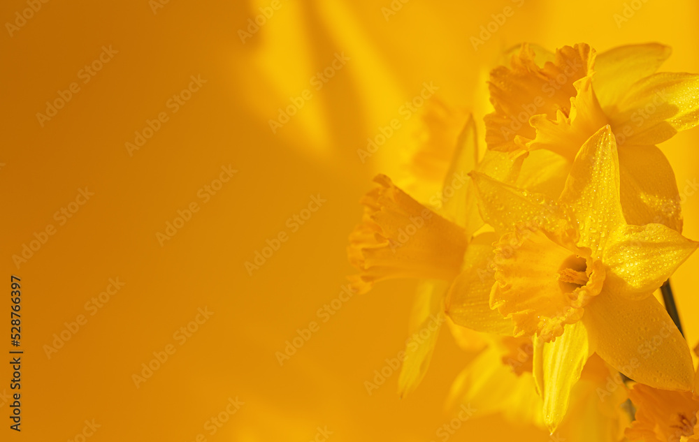 Close up of daffodils flowers on a yellow background. Beautiful yellow spring background for greeting cards and wallpapers