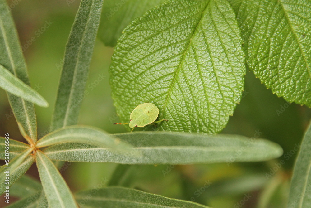 Fototapeta premium Sitting bedbug on a plant