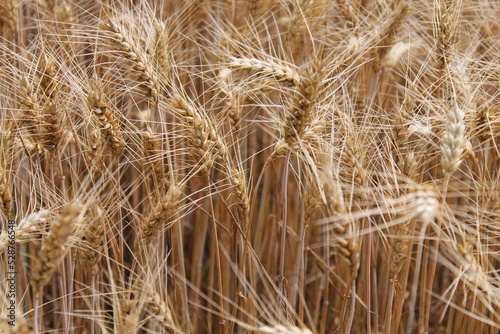 Manny wheat plants with brown background