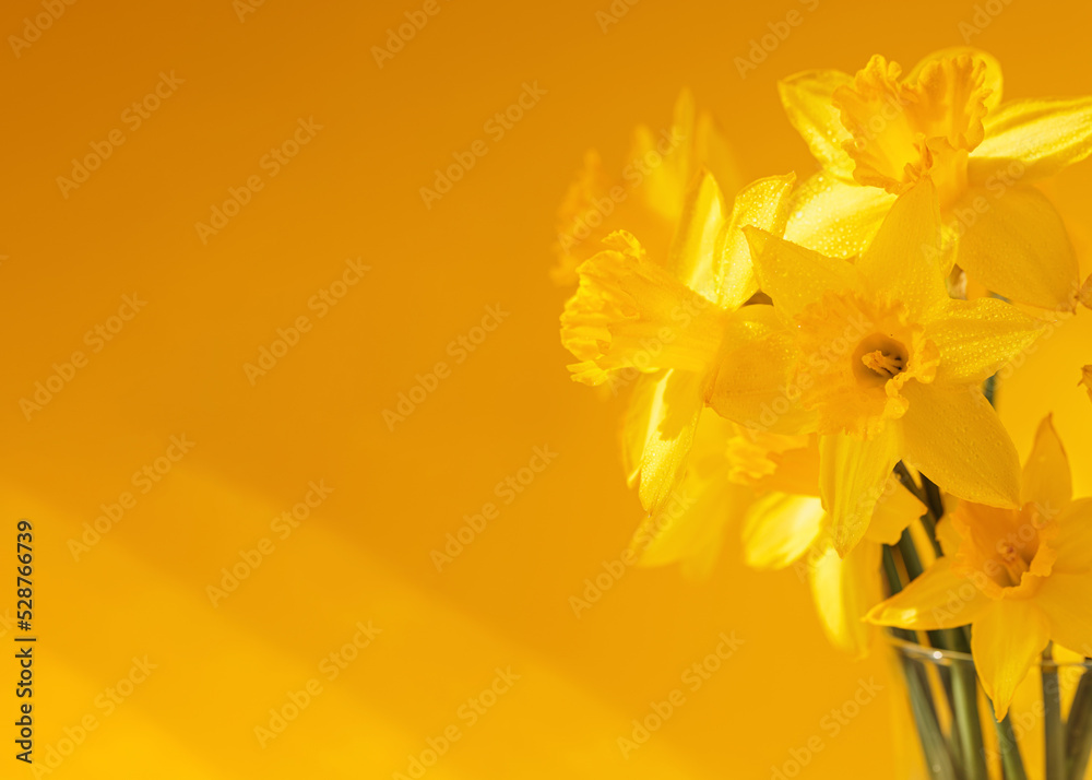 Daffodils flowers standing in a transparent vase against yellow wall. Beautiful yellow spring background