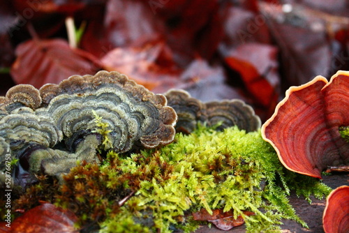 Many mushrooms on moss with plant background